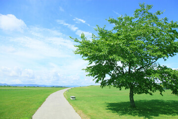 芝生の木と小道