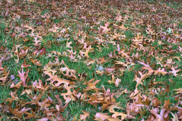Fallen brown autumn leaves on the loan