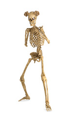 Skeleton with horns in fighting stance