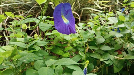 blue flower in the garden