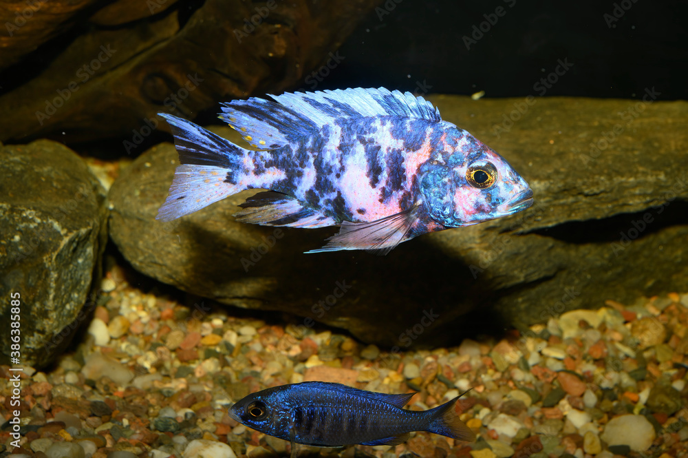 Wall mural Aulonocara is a genus of haplochromine cichlids endemic to Lake Malawi in East Africa. All Aulonocara species are maternal mouth brooders.