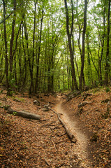 Forest path strewn with fallen leaves and tree branches. Pathway under the shade of green trees.