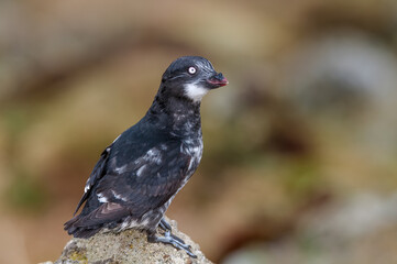 Least Auklet (Aethia pusilla) at St. George Island, Pribilof Islands, Alaska, USA