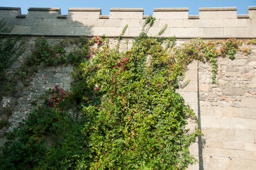 The castle battlements covered with green ivy. Gray stone wall. Basalt background. Decorative elements of the Vorontsov Palace.