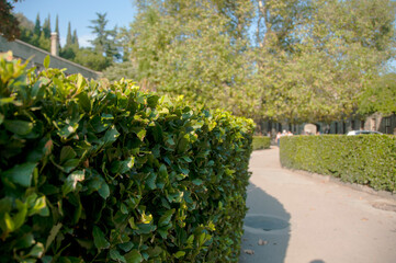 Trimmed hedge and walkway in a summer park. Beautiful alley. Topiary garden.