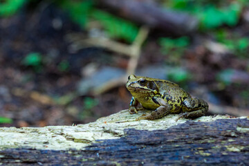 Frog sitting on a fallen tree trunk. Marsh frog. Edible frog.