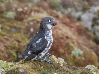 Least Auklet (Aethia pusilla) at St. George Island, Pribilof Islands, Alaska, USA