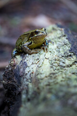 Frog sitting on a fallen tree trunk. Marsh frog. Edible frog.