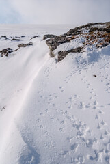Least Auklets (Aethia pusilla) tracks in the snow at colony in St. George Island, Pribilof Islands, Alaska, USA