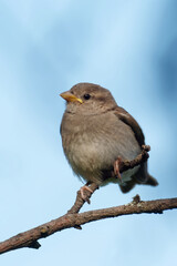 Juveniler Spatz auf einem Ast