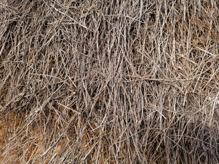 creative idea for the background. close-up of straw texture