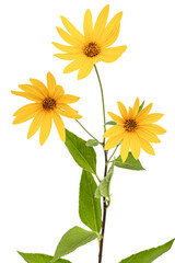 Fototapeta premium Flowers of Jerusalem Artichoke (Earth Apple), lat. Helianthus tuberosus L. or girasol, isolated on white background