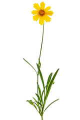 Yellow flowers of coreopsis (Coreopsis lanceolata), isolated on white background