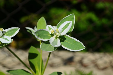 Euphorbia marginata with green and white leaves. Euphorbia commonly known as snow-on-the-mountain, smoke-on-the-prairie, variegated spurge, or white margined spurge.