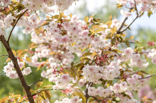 Cherry blossoms - close-up sakura branches with white and pink flowers - beautiful spring natural photo