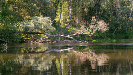 beautiful morning on the river, shore and tree reflections in the water, Gauja river, Latvia