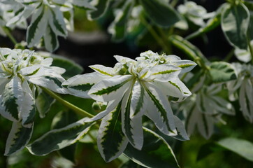 Euphorbia marginata with green and white leaves. Euphorbia commonly known as snow-on-the-mountain,...