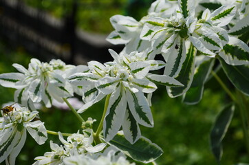 Euphorbia marginata with green and white leaves. Euphorbia commonly known as snow-on-the-mountain,...
