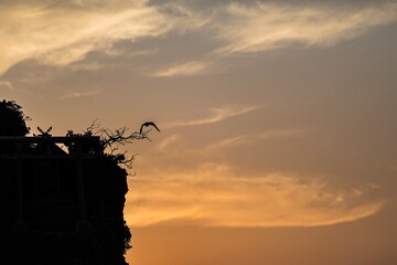 silhouette of a person