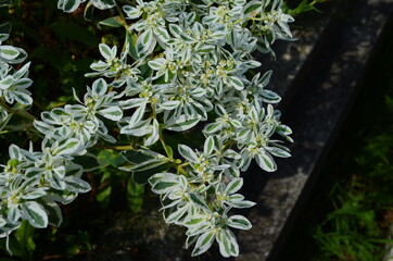 Euphorbia marginata with green and white leaves. Euphorbia commonly known as snow-on-the-mountain,...