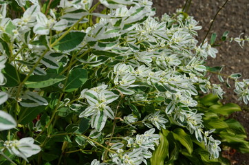 Euphorbia marginata with green and white leaves. Euphorbia commonly known as snow-on-the-mountain, smoke-on-the-prairie, variegated spurge, or white margined spurge.