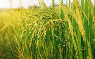 Rice in the field is waiting for harvest. Natural food background concept.