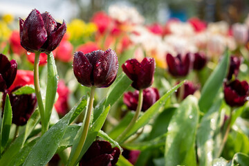 Beautiful Tulip Flower in spring tulips garden. landscape at the middle of summer . Nature background.