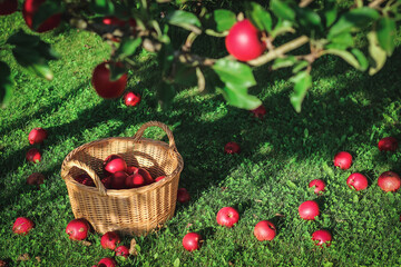Fototapeta na wymiar Red apples in a wicker basket under the apple tree on a green lawn