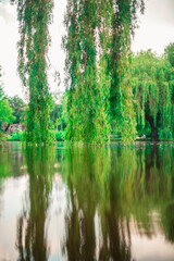 Weeping willow reflecting on the water