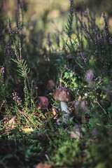 Boletus growing in heather in the forest. Autumn harvest