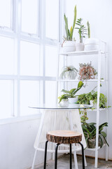 Minimalist white interior with home plants on rack, mini table and chair set and lighting from squares window glass. Minimalistic modern interior concept, copy space