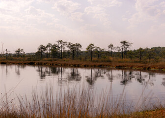 traditional peat swamp landscape, bog vegetation painted in autumn, grass, moss covers the ground, bog pines