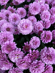 pink hydrangea flowers