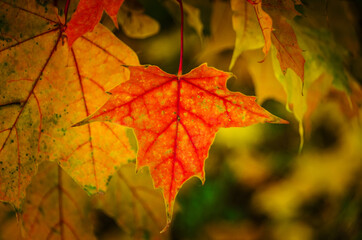 Beautiful colorful leaves in autumn 