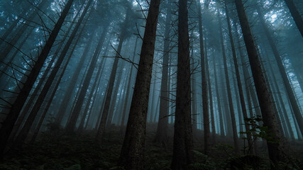 Fototapeta premium Der dunkle Wald