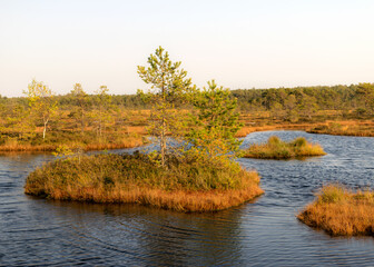 bog landscape, bog vegetation painted in autumn, small bog lakes, islands overgrown with small bog...