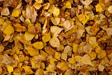 Autumn textured background - fallen yellow birch leaves. Indian summer.