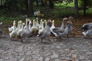 group of ducks and geese