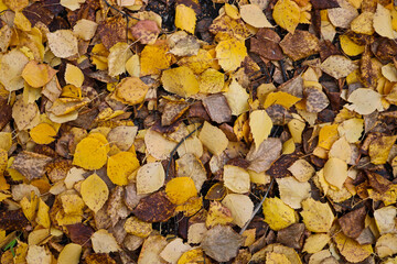 Autumn textured background - fallen yellow birch leaves. Indian summer.