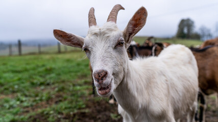 Funny Goat Face Portrait. Livestock and Farm Animals Outdoor