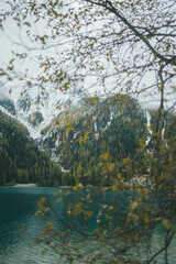 autumn landscape with trees