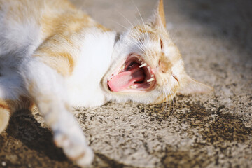 Adorable yellow kitten cat yawn and sleeping in the warm afternoon sun