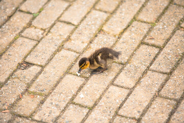 Lonely, cute duckling walking on the pavement