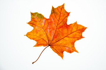wet, fallen, orange maple leaf on a white background isolate, autumn background, leaf fall, autumn...