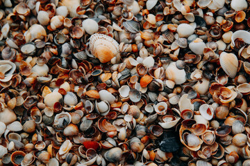 Background of seashells on the beach
