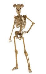 Skeleton on standby