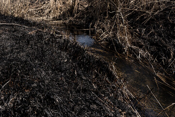 Scorched reed field. Consequences of careless handling of fire.
