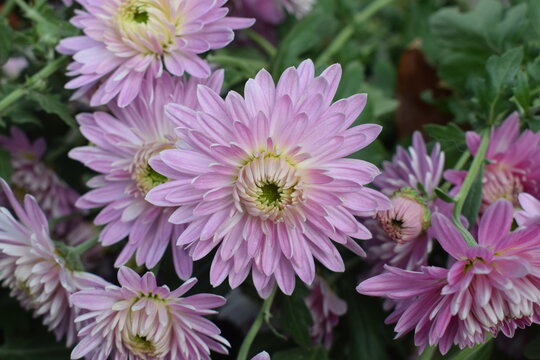 fiolet chrysanthemum flowers