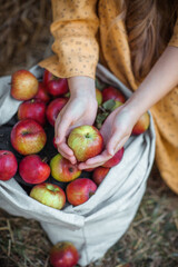 Hands of a girl close up collect fresh apples in the garden and hold it over the bag
