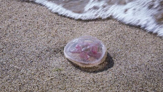 Jellyfish on shore of Bay of Gdansk on Sobieszewo Island on the Baltic sea in Gdansk, Poland